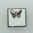 .925 Silver Ring Butterfly Mother of Pearl 